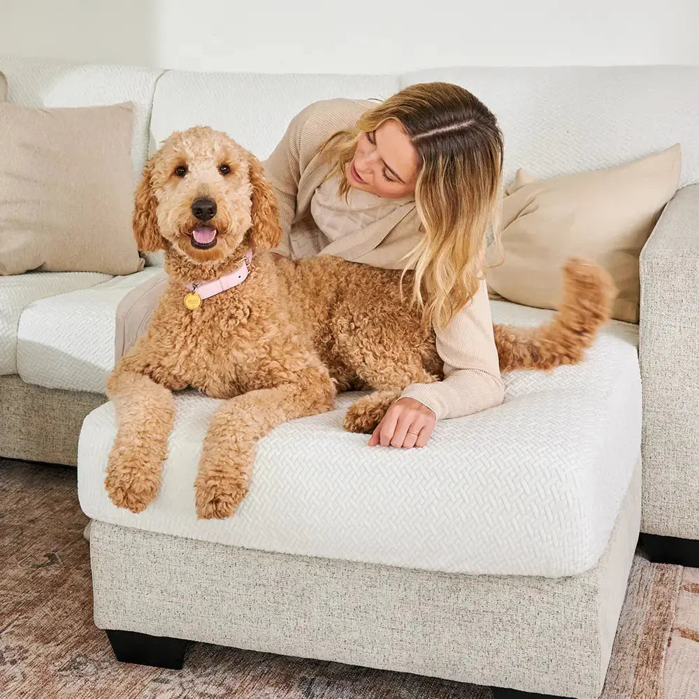 Housse de canapé avec chien